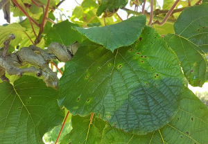 Psa_taches sur feuilles