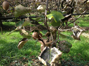 Phytophtora_déperissement