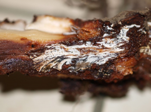 Armillaria_racine