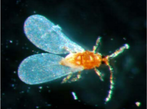 Pseudaulacaspis_mâle