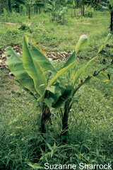 Symptômes de BBTV : plants nains.
<br>Crédit photo : Sharrock, Suzanne (https://www.musarama.org/photo-292-Bunchy_top_symptom), sous licence Creative Commons Attribution-NonCommercial-ShareAlike 2.0 Generic (CC BY-NC-SA 2.0).