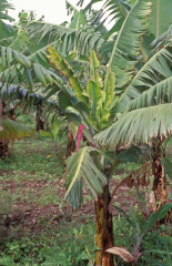 BBTV : symptômes sur feuilles émises après infection.
<br>Crédit photo : Nelson, Scot / University of Hawaii (https://www.musarama.org/photo-286-Bunchy_top_late_stage_infection), sous licence Creative Commons Attribution-NonCommercial-ShareAlike 2.0 Generic (CC BY-NC-SA 2.0).