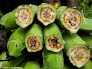 Les bananes infectés par le flétrissement de Xanthomonas présentent une pourriture molle brun foncé caractéristique.
<br>Crédit photo : Lepoint, Pascale / Bioversity International (https://www.musarama.org/photo-517-BXW_fruits_symptom), sous licence Creative Commons Attribution-NonCommercial-ShareAlike 2.0 Generic (CC BY-NC-SA 2.0).