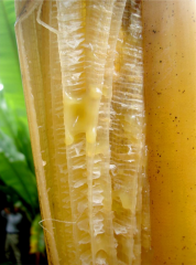 Poches de suintement bactérien dans un pétiole de feuille.
<br>Crédit photo : Guy Blomme, In Blomme G, Dita M, Jacobsen KS, Pérez Vicente L, Molina A, Ocimati W, Poussier S and Prior P (2017) Bacterial Diseases of Bananas and Enset: Current State of Knowledge and Integrated Approaches Toward Sustainable Management. Front. Plant Sci. 8:1290, sous licence Creative Commons Attribution 4.0 International (CC BY 4.0).