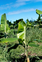 Carence en calcium : stries jaunes sur les feuilles, perpendiculaires aux nervures.
<br>Crédit photo : Scot Nelson, CC0 1.0 universel (CC0 1.0) Transfert dans le Domaine Public.
