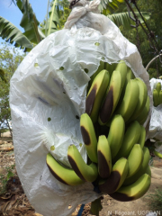 Brûlures causées par le frottement de la couverture en plastique sur les fruits. L'ensachage sert à protéger la grappe et à favoriser le développement des fruits, mais il peut endommager les fruits s'il n'est pas effectué correctement.
<br>Crédit photo : Fegeant, Nicolas / UGPBAN, sous licence Creative Commons Attribution-NonCommercial-ShareAlike 2.0 Generic (CC BY-NC-SA 2.0).