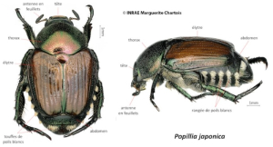 Scarabée japonais critères reconnaissance