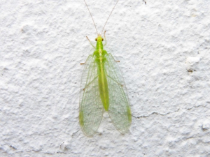 Chrysope adulte
