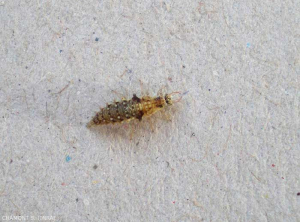 Chrysope larve