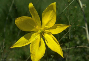 Tulipa_sylvestris5