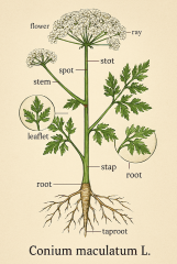 Conium maculatum