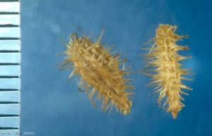 Turgenia_latifolia