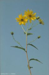 Helianthus tuberosus L