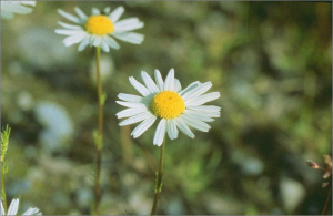 Anthemis austriaca