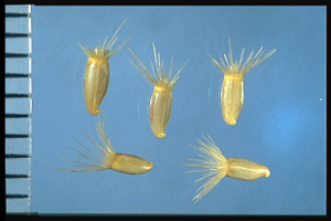 Centaurea melitensis