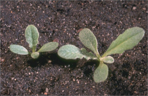  Centaurea melitensis