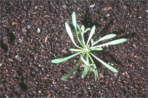 Corrigiola litoralis