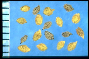 Herniaria hirsuta