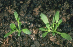 Herniaria hirsuta