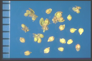 Herniaria glabra