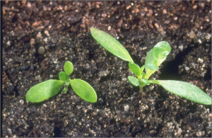 Herniaria glabra
