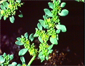 Herniaria glabra