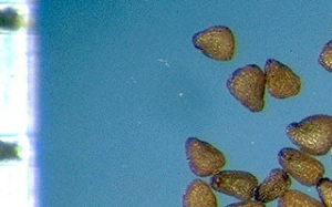 Sagina apetala Arduino