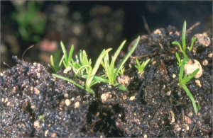 Sagina procumbens 