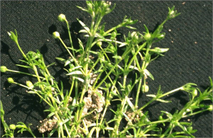 Sagina procumbens 