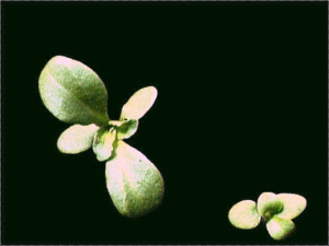 Silene fuscata