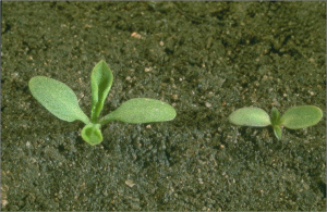 Silene noctiflora
