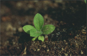 Silene noctiflora