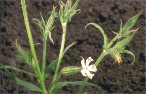 Silene noctiflora