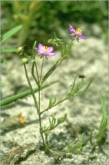 Spergularia purpurea