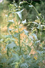 Chenopodium bonus-henricus