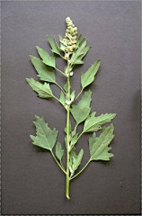 Chenopodium ficifolium