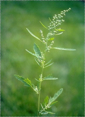 Chenopodium ficifolium