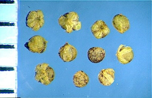 Chenopodium glaucum