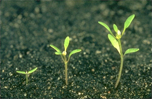 Chenopodium glaucum