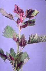 Chenopodium rubrum