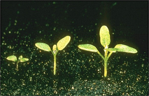 Chenopodium rubrum