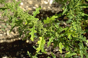 Chenopodium botrys
