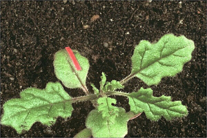 Chenopodium botrys