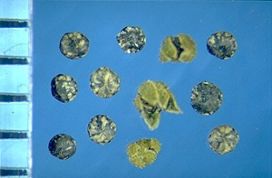 Chenopodium botrys