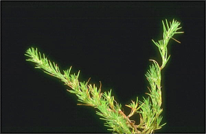 Polycnemum arvense