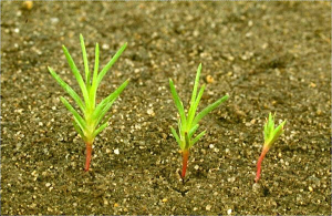 Polycnemum arvense