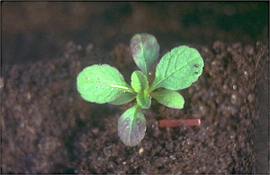Knautia integrifolia