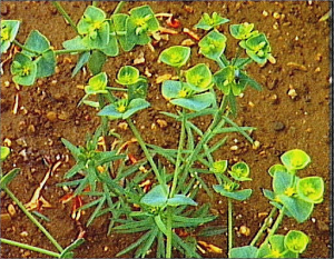 Euphorbia segetalis