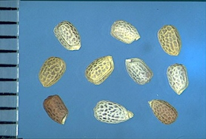 Euphorbia segetalis
