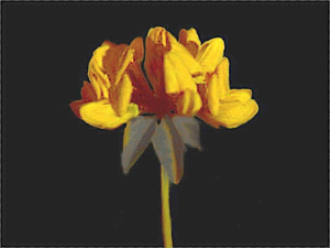 Lotus pedunculatus